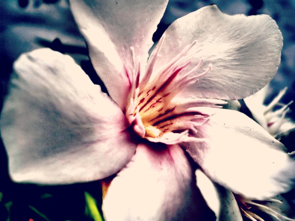 Il blogger, Baudelaire e l’ispirazione al tempo del web writing