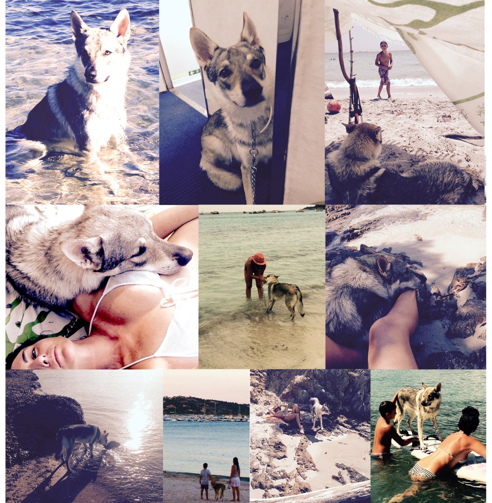 foto lupo cecoslovacco